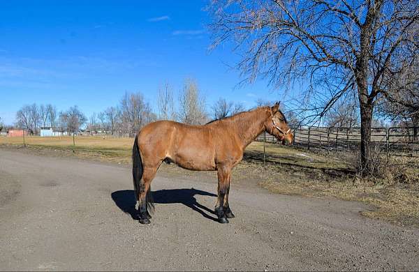 mustang-quarter-horse