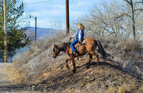 paint-quarter-horse