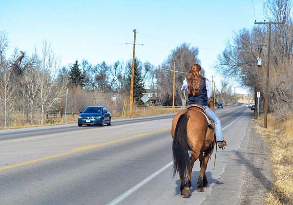 trail-quarter-horse