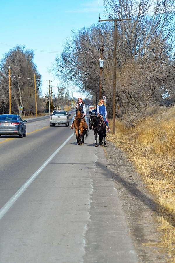 neck-reining-quarter-horse