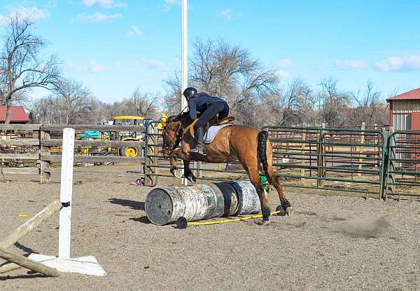 all-around-quarter-horse