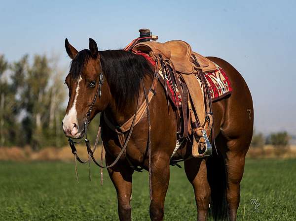 bay-apha-aqha-gelding-stallion