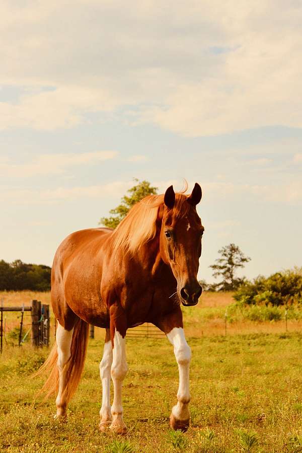 quarter-horse-mare