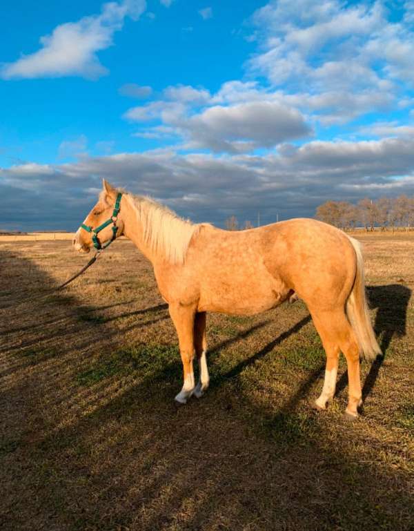 he-has-two-stocking-one-sock-a-stripe-on-his-face-horse