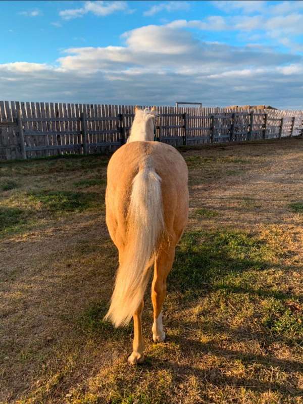 palomino-he-has-two-stocking-one-sock-a-stripe-on-his-face-horse