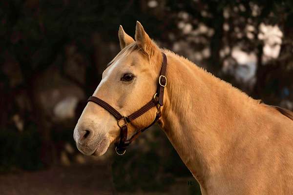 beginner-safe-quarter-horse