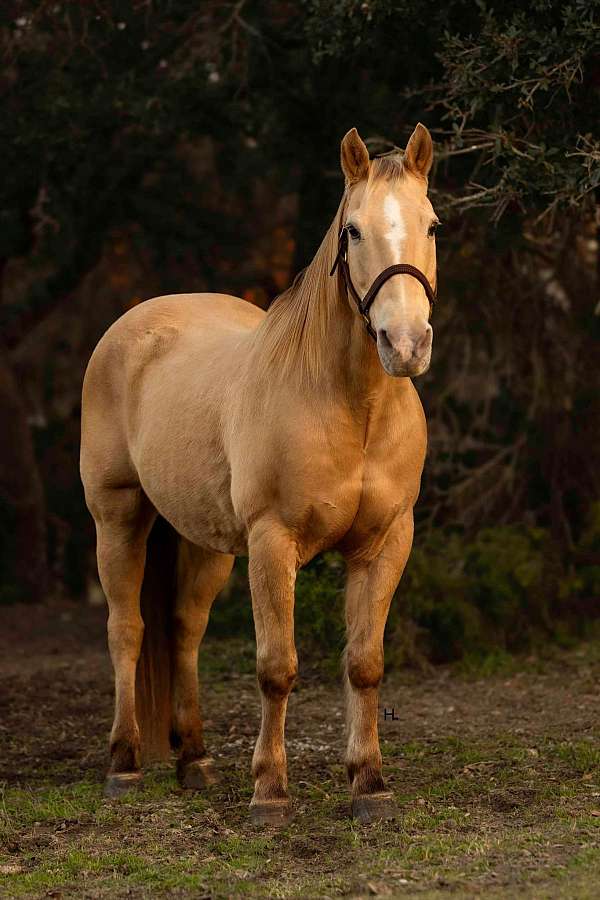 ranch-work-quarter-horse