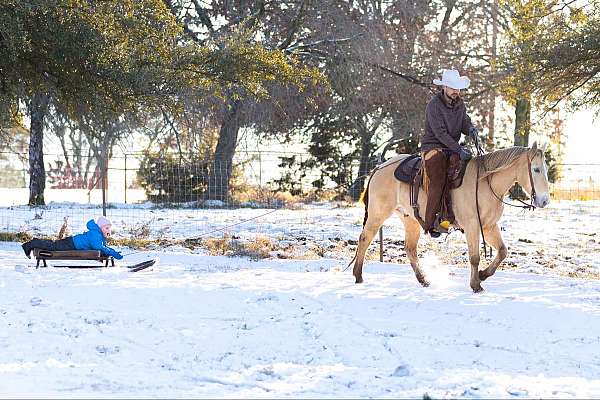 trail-quarter-horse