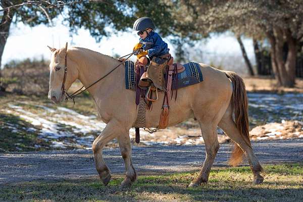 athletic-quarter-horse