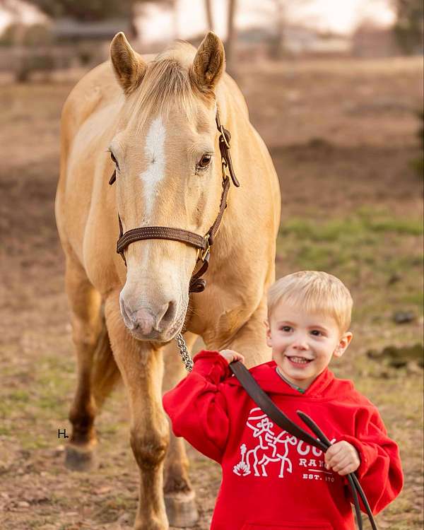 beginner-quarter-horse