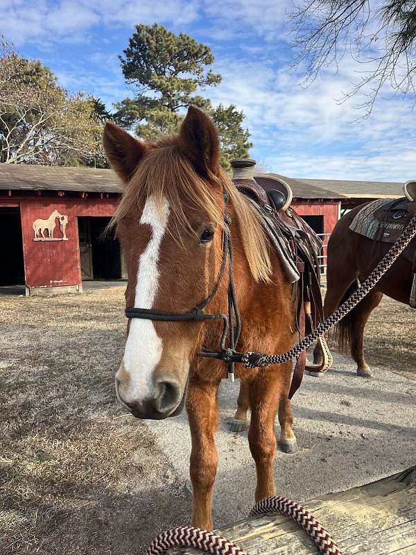 eager-to-please-quarter-pony