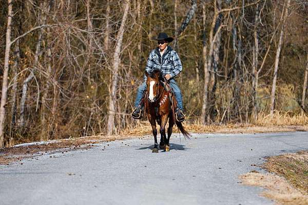 ranch-work-quarter-pony