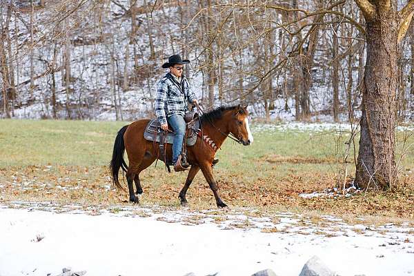 beginner-safe-quarter-pony