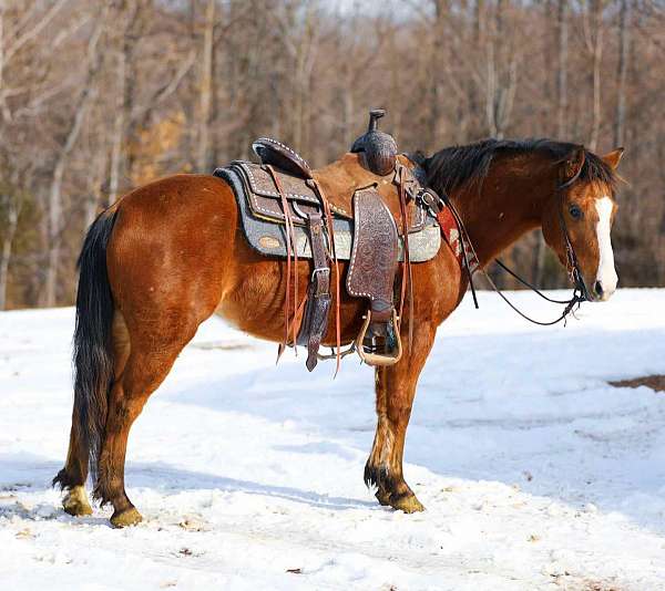 trail-quarter-pony