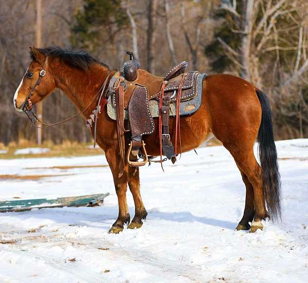 flashy-quarter-pony