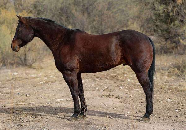 beginner-safe-quarter-horse