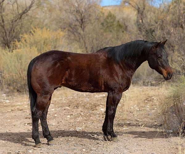 family-horse-quarter