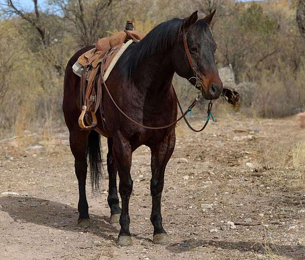 ranch-work-quarter-horse