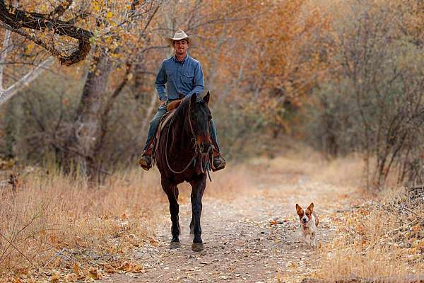 athletic-quarter-horse