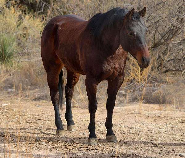 trail-quarter-horse