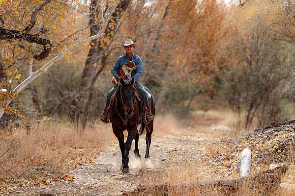 beginner-quarter-horse