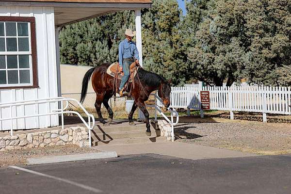 experienced-quarter-horse