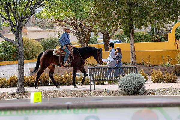 kid-safe-quarter-horse