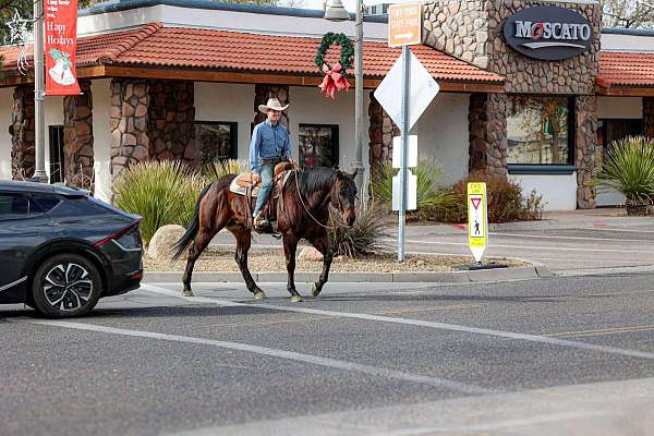 ranch-quarter-horse