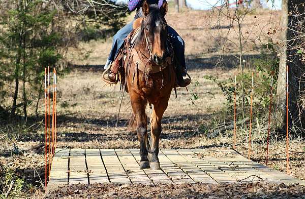 all-around-quarter-horse