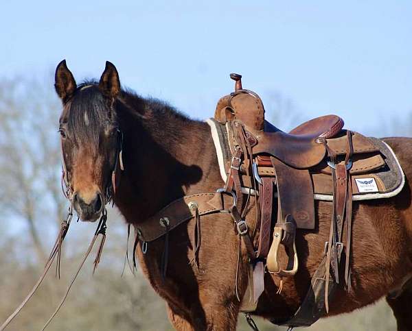 beginner-safe-quarter-horse