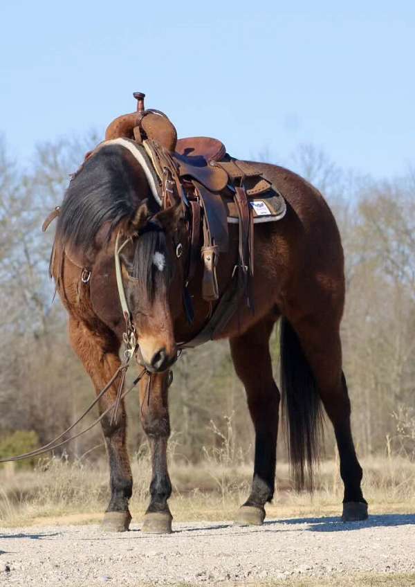 family-horse-quarter