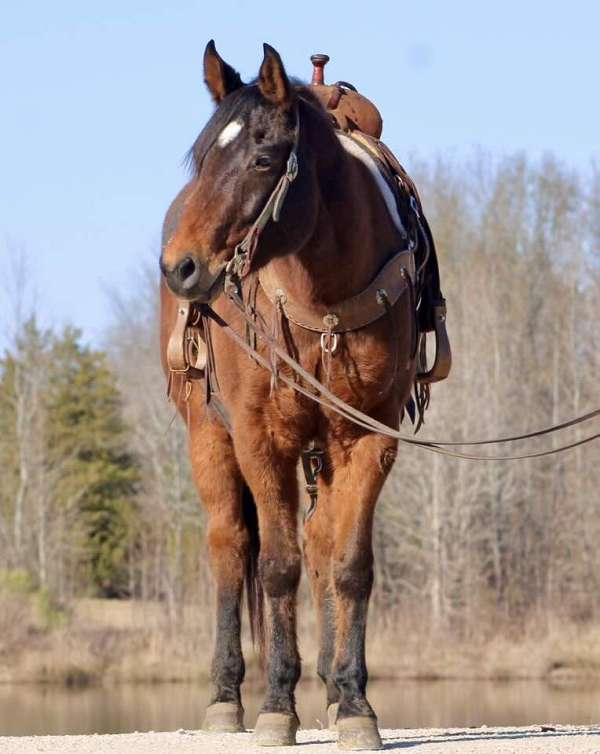 trail-quarter-horse