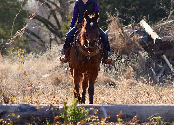 athletic-quarter-horse