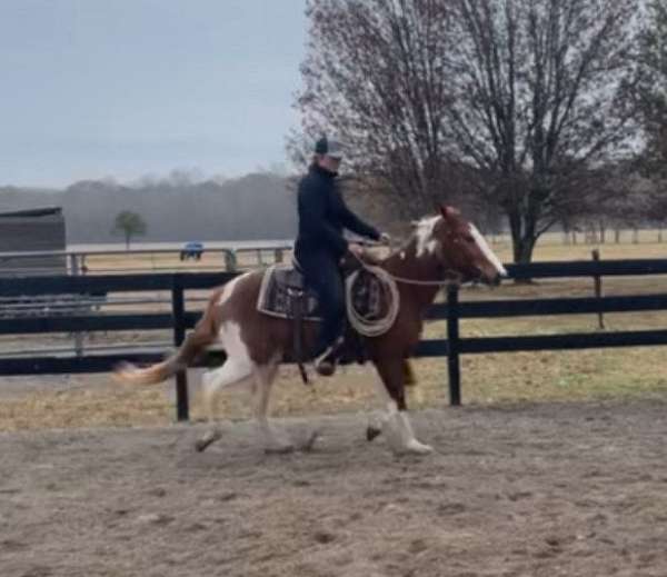 young-mare-gelding