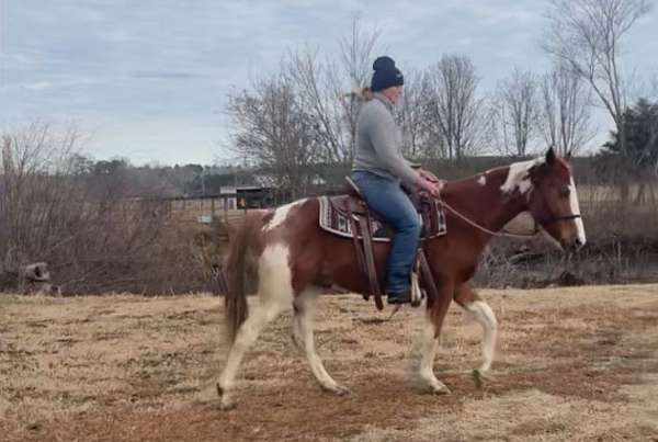 available-quarter-horse