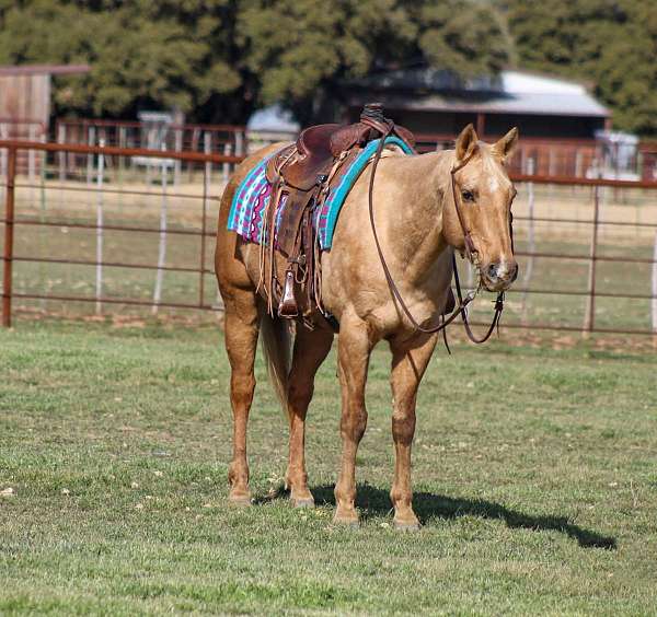 palomino-star-horse