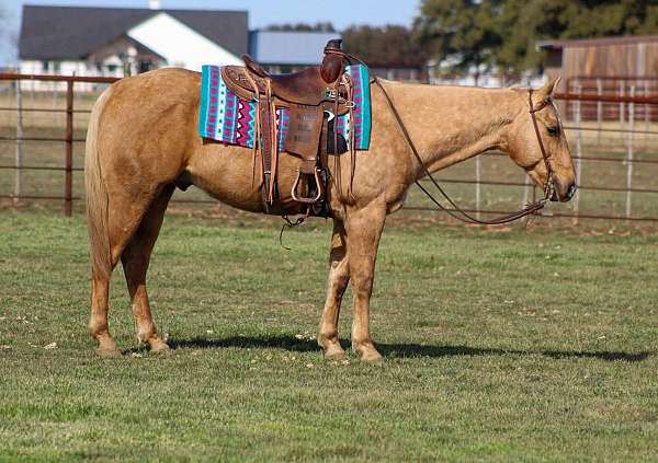 beginner-safe-quarter-horse