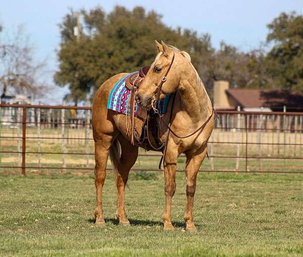 family-horse-quarter