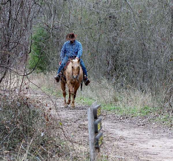 palomino-quarter-horse