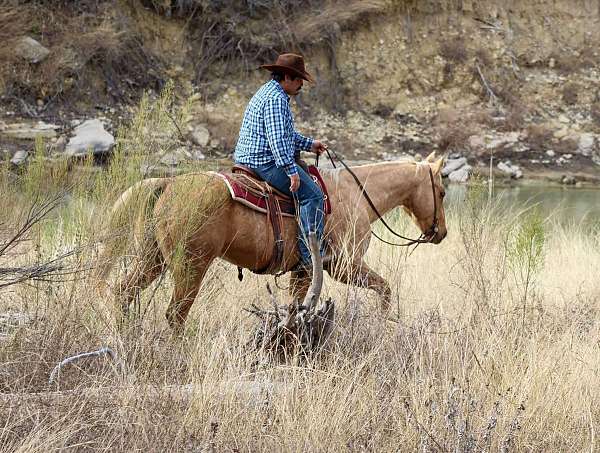 athletic-quarter-horse