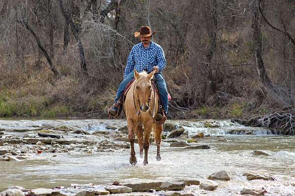 experienced-quarter-horse