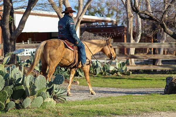 kid-safe-quarter-horse