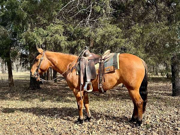 beginner-safe-quarter-horse