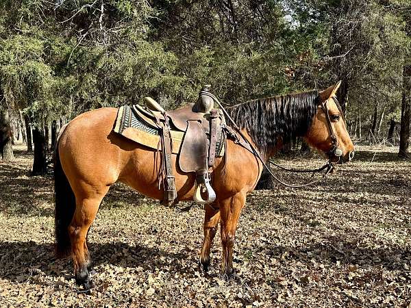 family-horse-quarter