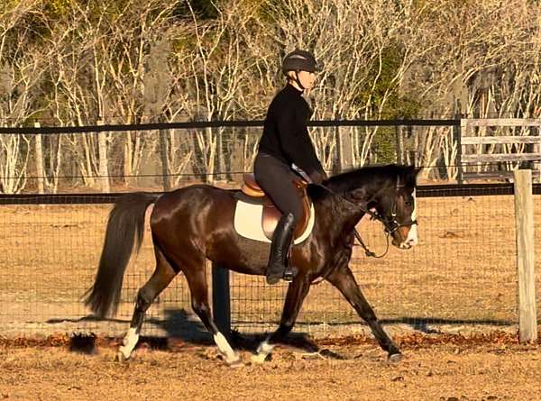 buddy-welsh-pony