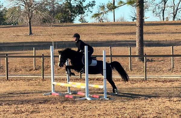 chrome-welsh-pony