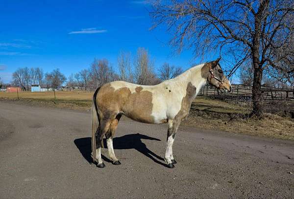 ranch-work-quarter-horse