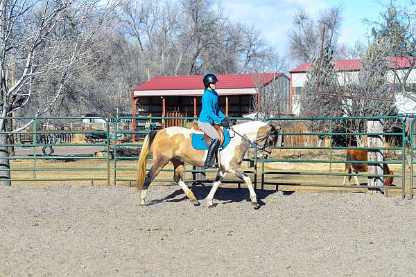 trail-quarter-horse