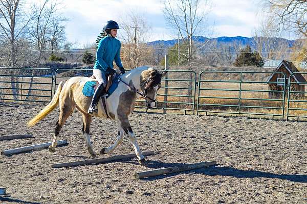 beginner-quarter-horse