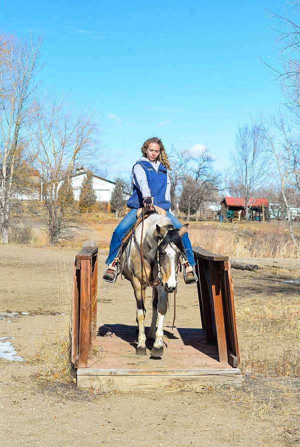 husband-safe-quarter-horse